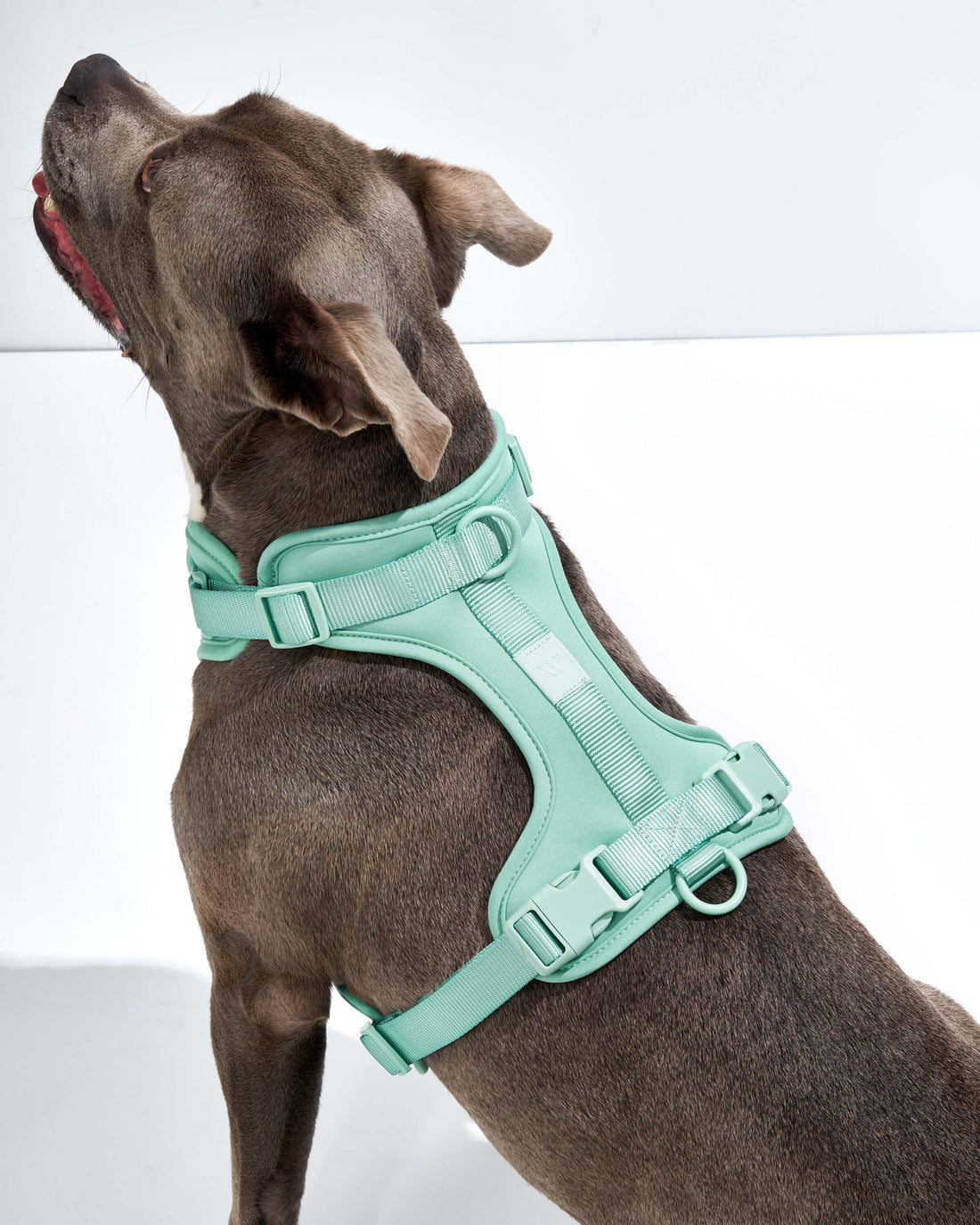 Wild One Dog Harness-Seafoam