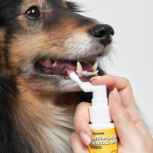 Pethroom Anti- plaque tooth spray for dog and cat